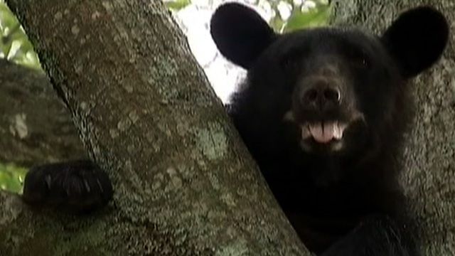 Family Dog Chases Bear Up Tree
