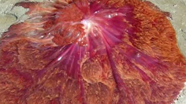 Giant Exotic Jellyfish Washes Ashore