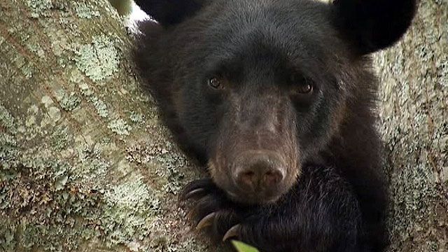 Black Bear Causes Commotion in Georgia