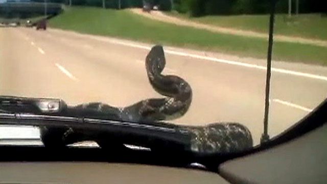 Snake Hitches Car Ride With Family