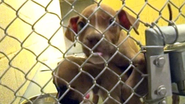 Disgusting Case of Animal Neglect, Cruelty in Ohio