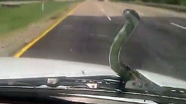 Snake Hitches Ride on SUV
