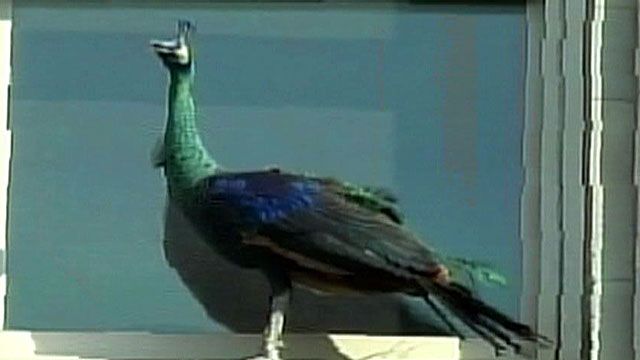 Peacock Goes Apartment Hunting on 5th Avenue?