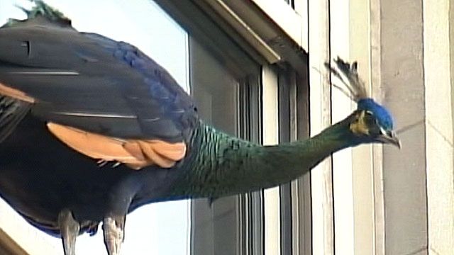 Peacock Escapes From Central Park Zoo in New York