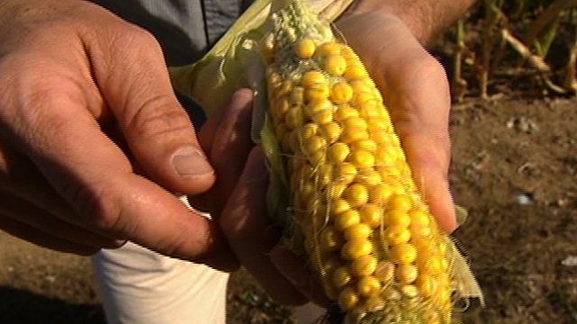 Debate Over Using Corn for Ethanol Production