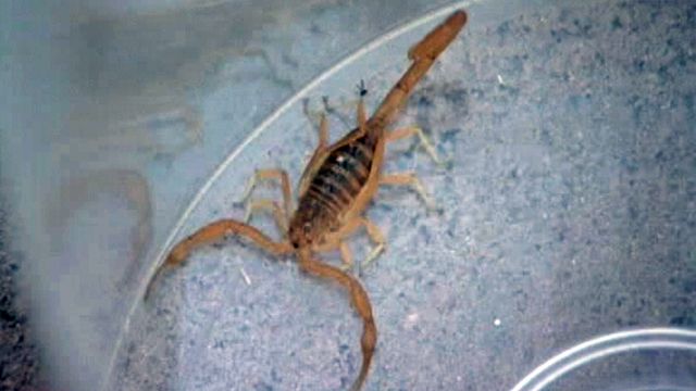 Scorpion Anti-venom Approved