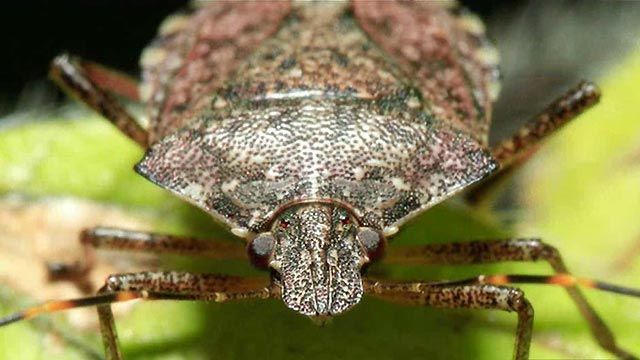 Authorities Scramble to Stop Asian 'Stink Bug' Invasion