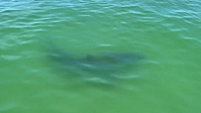 Great White Sharks Return to Cape Cod