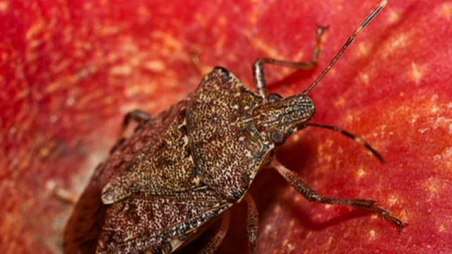 ‘Stink Bug’ Invasion Expanding in U.S.