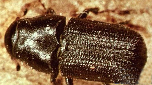 Beatle Infested Trees Cause Controversy in Colorado