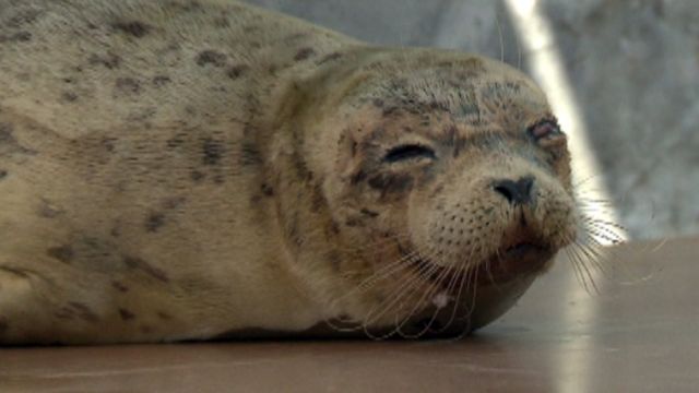 Blind seal gets chance at sight after rescue