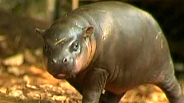 Baby Hippo Makes Public Debut in Australian Zoo