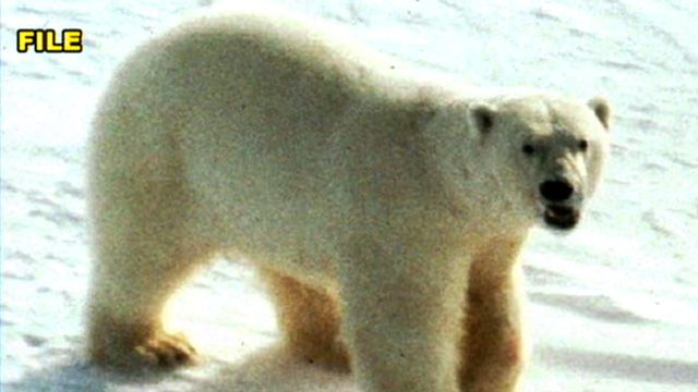 Polar Bear Attacks Campers in Norway