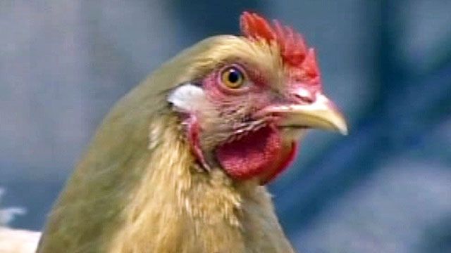 Chicken Fight in Florida Courtroom