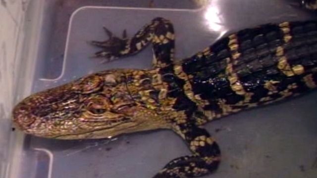 Pennsylvania man finds alligator in backyard pond