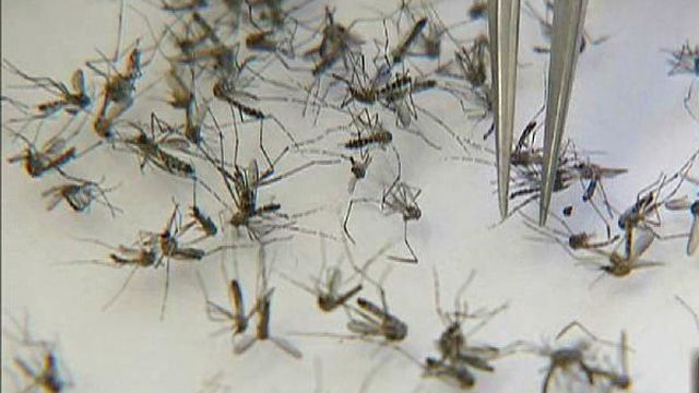 Dengue Fever Hits Sunshine State