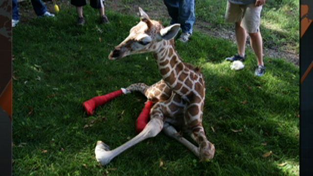 Baby Giraffe Struggles w/ Foot Deformity