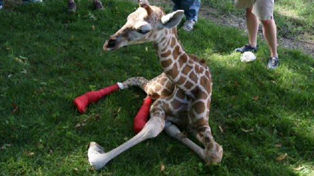 Hope for Deformed Baby Giraffe