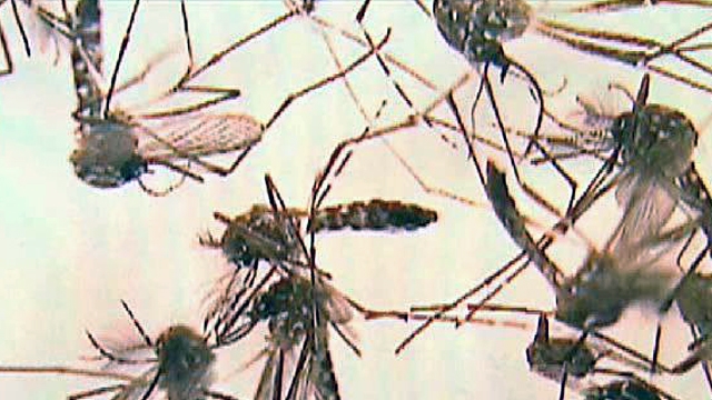 Increase in Dengue Fever Infections