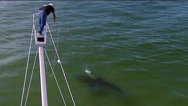 White Sharks Return to the Waters off Cape Cod
