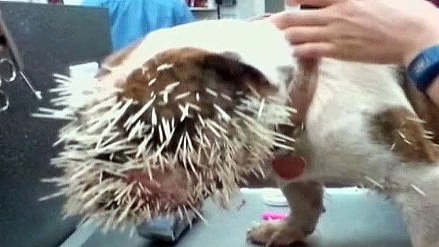 Bulldog recovers after porcupine attack