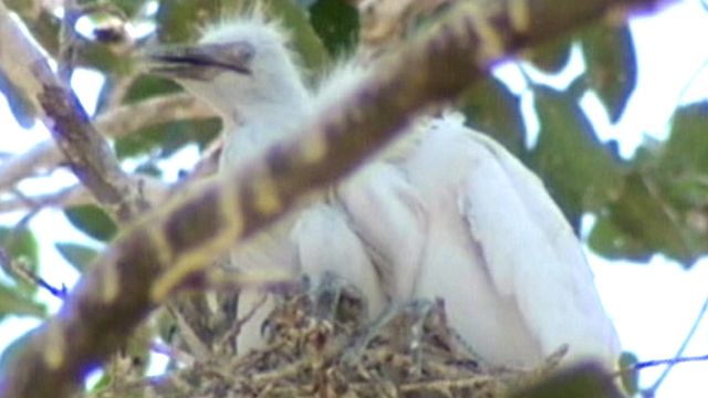 Invasion of egrets makes life 'unbearable' in Texas