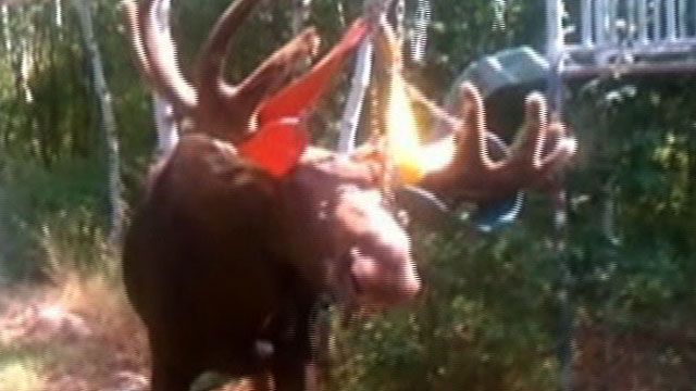 Video: Moose Tangled in Swing Set