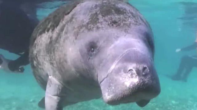 Mellow Manatees at Center of a Storm