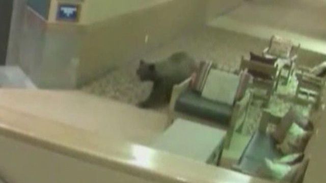 Bear makes surprise check-in at New Mexico resort