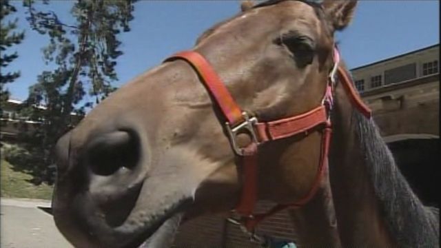 Police horse attacked by pit bull