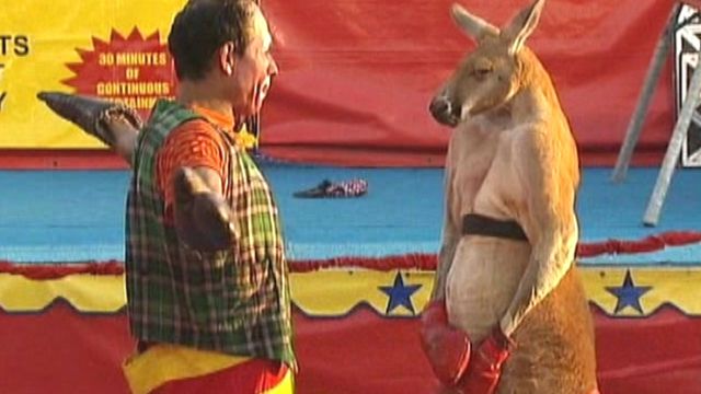 Boxing kangaroo draws crowds, critics