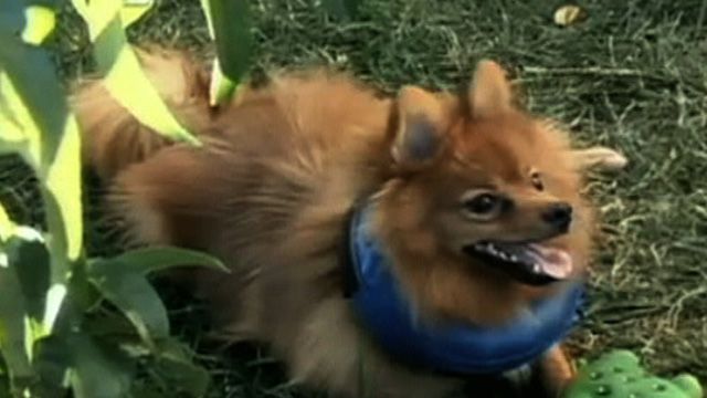 Transgender Dog Saved by Surgery