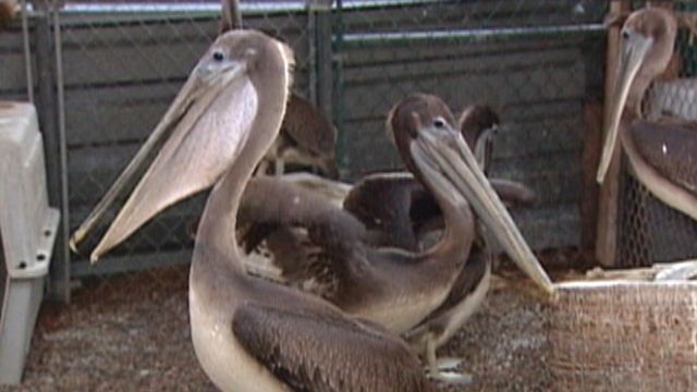 Heavy Winds Blow Pelicans Into Unfamiliar Territory