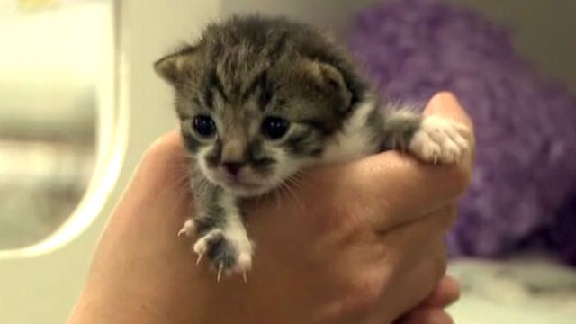 Kitten nursery for stray cats