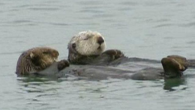 Sea Otter Shortage?