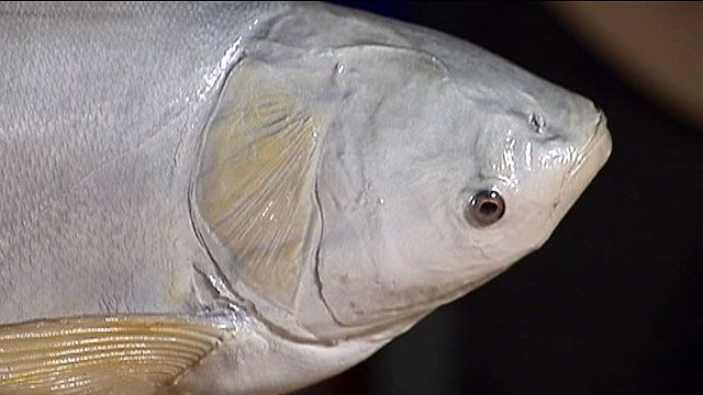 Asian Silver Carp Invade Minnesota River