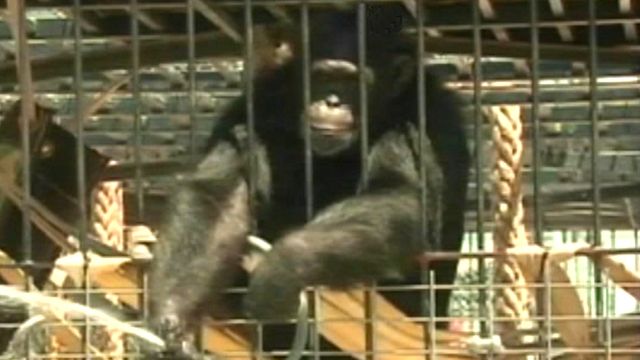 Chimp escapes backyard enclosure for second time