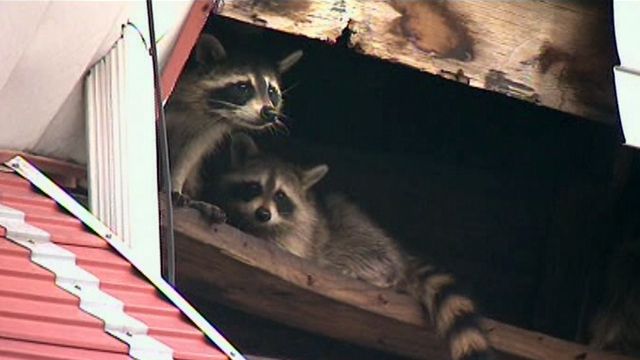 Raccoons invade Philadelphia home