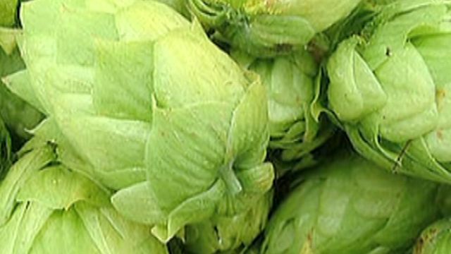 Growing Your Own Hops