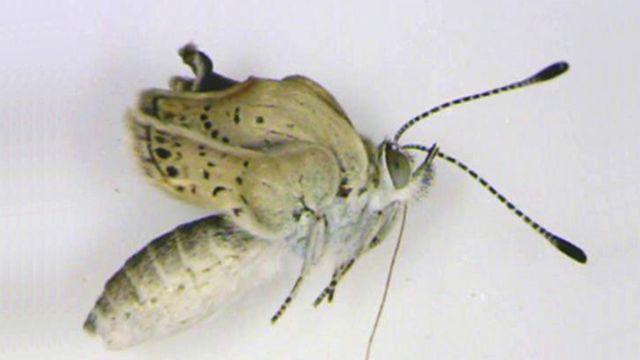 Mutant butterflies reportedly caused by Japan nuke disaster
