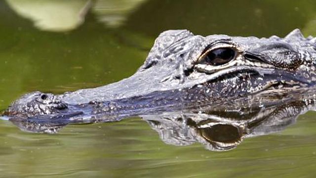 Crocodile hunters in high demand in Florida