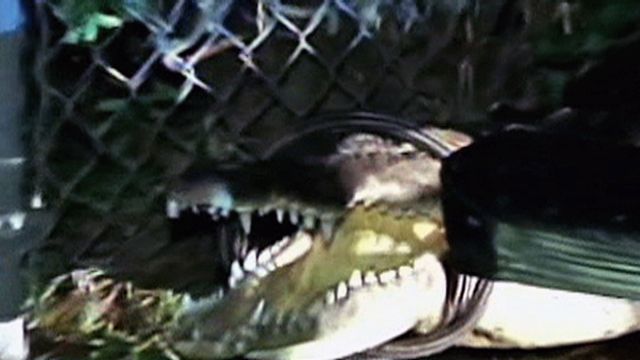 Crocodile Hunters in High Demand in FL