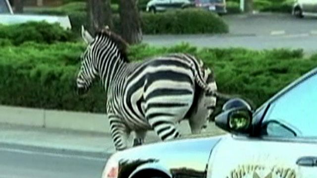 Zebras Run Wild in Sacramento Suburb