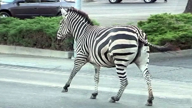 Zebras on the Loose