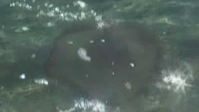 Jellyfish Invading South Florida Beaches
