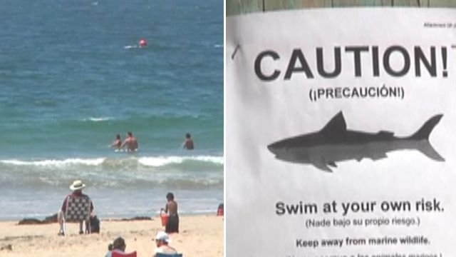 Surfers warned of great white sightings