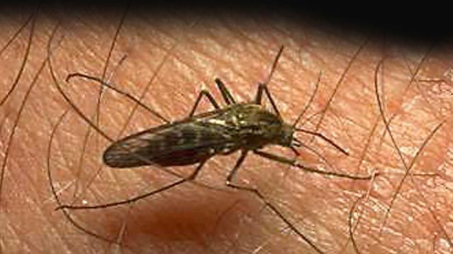 Dallas in state of emergency over West Nile virus