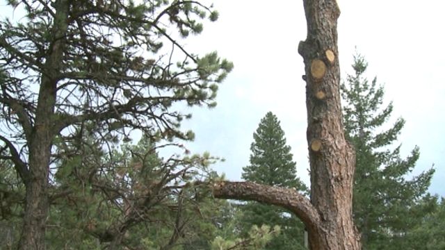 Pine Beetles Destroy Trees in Colorado