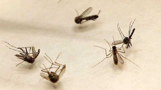 West Nile virus outbreak sparks fears in Dallas