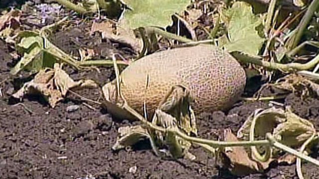 Drought Means Record Losses for Farmers